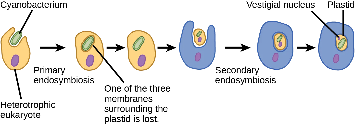 A labeled flow diagram in six stages showing plastid membranes accumulating and then being lost across a primary and a secondary endosymbiotic event, ending in a plastid with a vestigial nucleus.