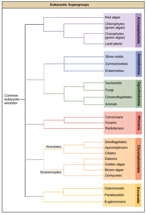 A branching cladogram titled 'Eukaryotic Supergroups,' rooted at a common eukaryotic ancestor and splitting into six colored bands — Archaeplastida, Amoebozoa, Opisthokonta, Rhizaria, Chromalveolata, and Excavata — each subdivided into its member groups.