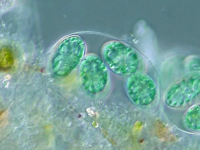 A light micrograph of a loose cluster of Glaucocystis colonies: several green, oval-shaped cells held together by the translucent, extended cell wall of a prior generation.