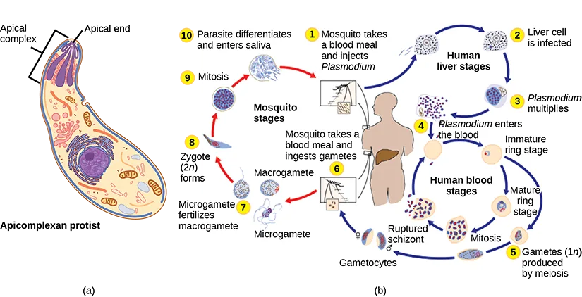 Two-panel diagram: (a) a labeled cutaway of an apicomplexan protist cell showing the apical complex at its narrow end; (b) a numbered life-cycle diagram of Plasmodium alternating between mosquito and human stages, from an infectious bite through liver and blood stages to gamete formation and back to a mosquito bite.