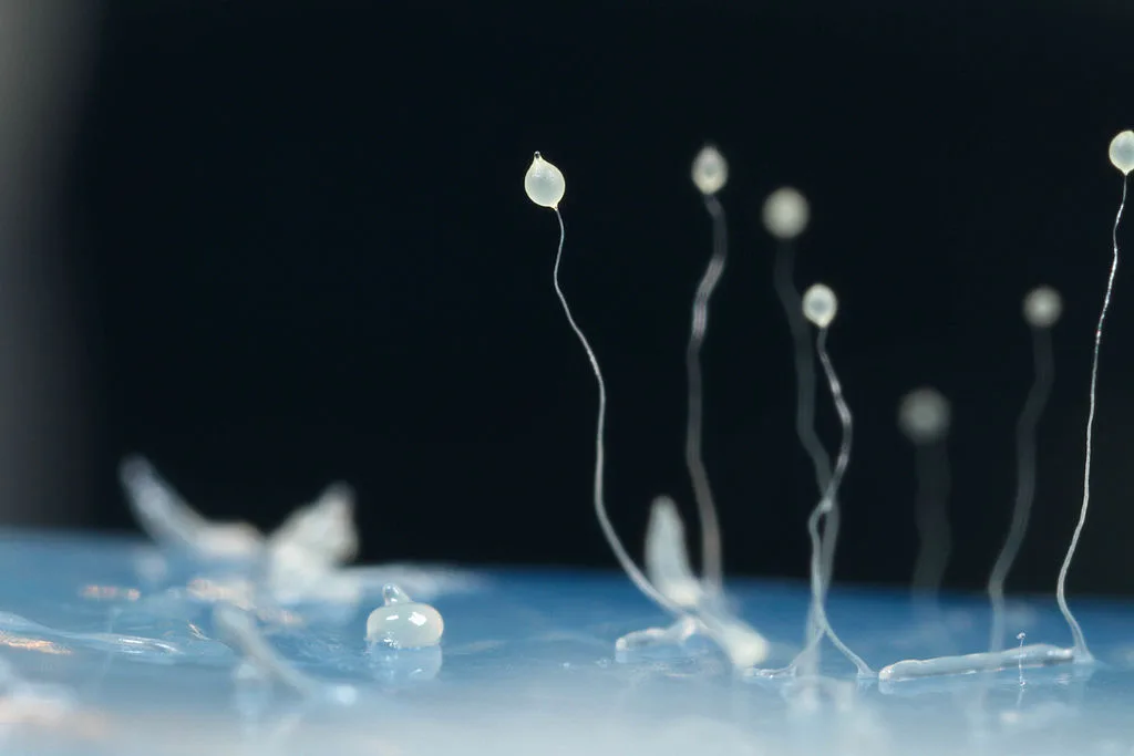 A close-up photo of several translucent Dictyostelium discoideum fruiting bodies: thin, thread-like stalks rising from a wet surface, each topped with a small rounded, glistening sporangium.