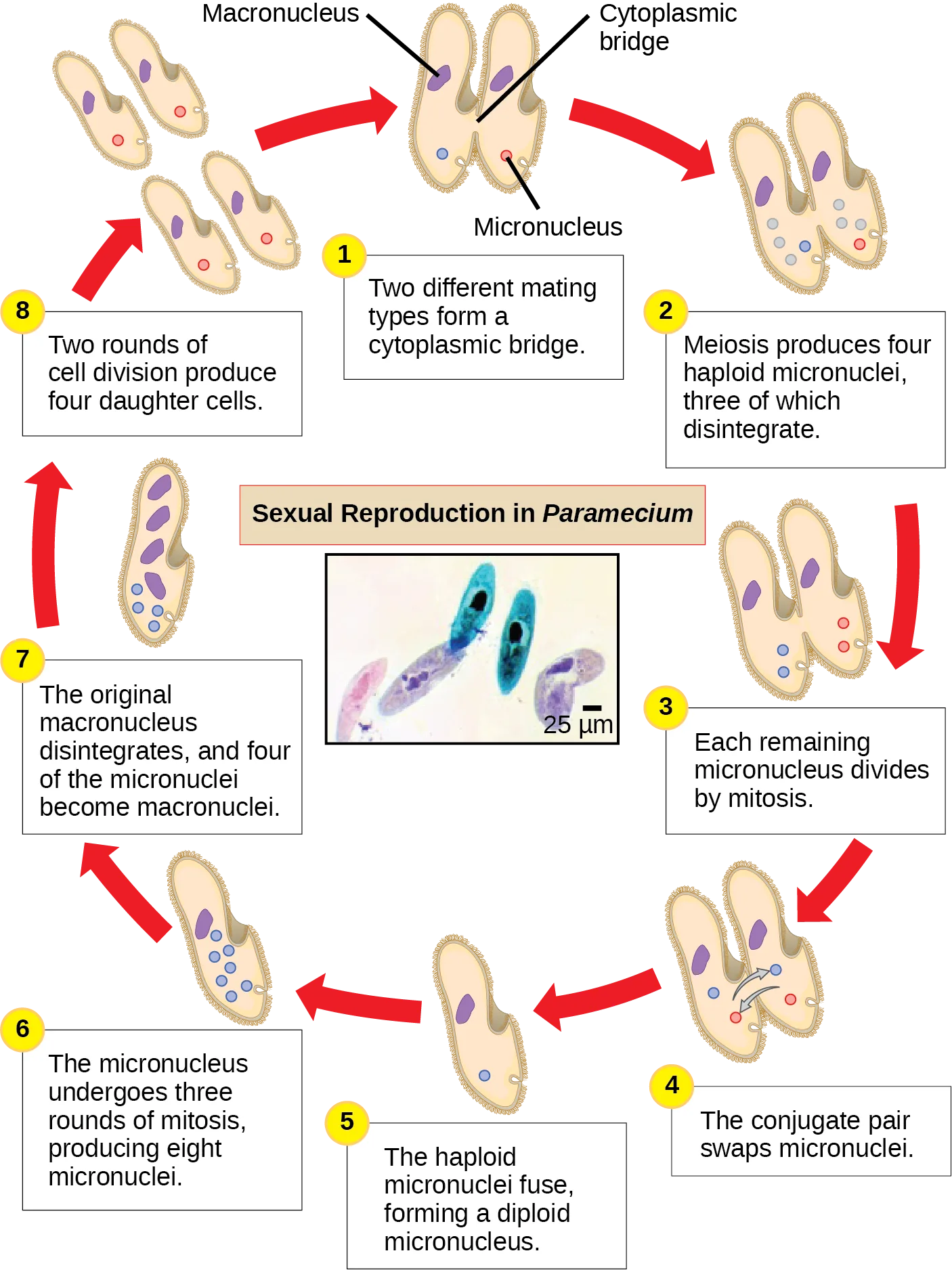A titled 8-step circular diagram, 'Sexual Reproduction in Paramecium,' tracing conjugation from two mating types forming a cytoplasmic bridge through meiosis, nuclear exchange, and fusion to four daughter cells, with a micrograph inset of two conjugating cells.