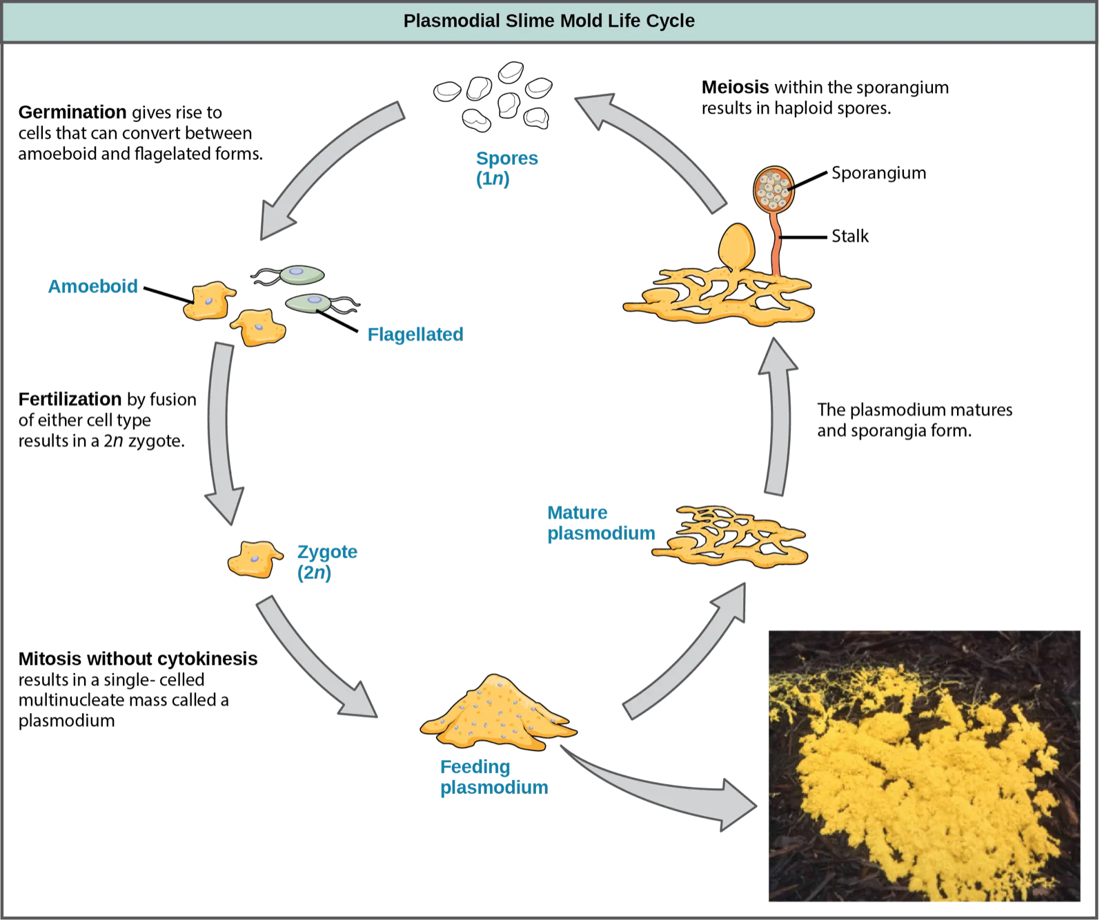 A circular life-cycle diagram, 'Plasmodial Slime Mold Life Cycle,' running from haploid spores through amoeboid/flagellated cells, fertilization, a feeding plasmodium, and a mature plasmodium to spore-forming sporangia, with a photo inset of the actual bright yellow plasmodium.