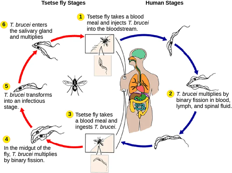 A titled 6-step life-cycle diagram, 'Tsetse Fly Stages' and 'Human Stages,' tracing Trypanosoma brucei from an infectious bite through multiplication in human blood and lymph, another tsetse fly bite, midgut multiplication, and transformation, to reinfection of the salivary gland.