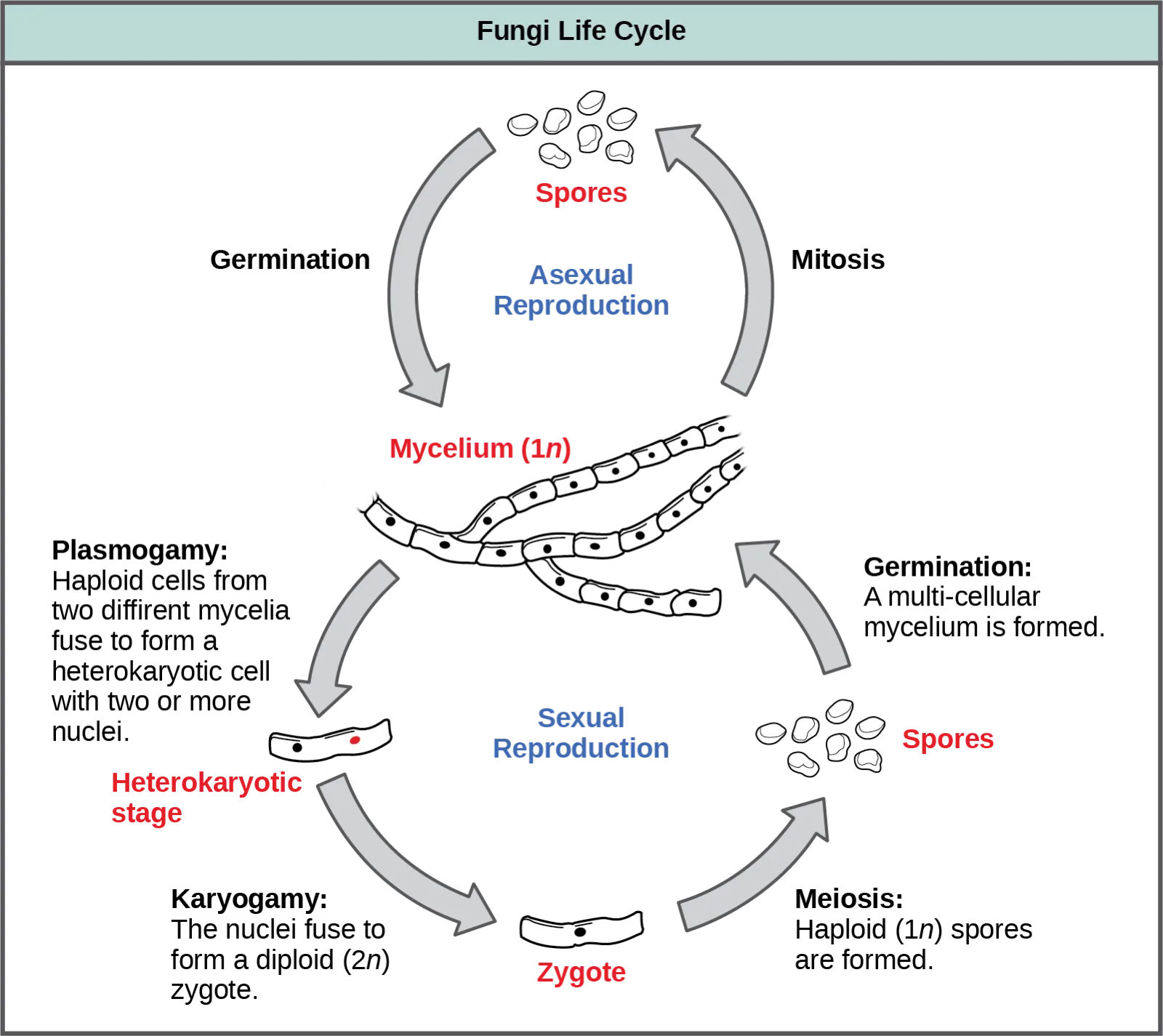 A circular diagram titled 'Fungi Life Cycle' showing an asexual loop between spores and a haploid mycelium at the top, and a sexual reproduction loop below running from the mycelium through a heterokaryotic stage and a diploid zygote to haploid spores and back to the mycelium.