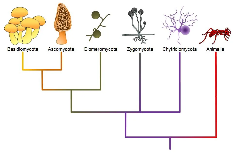 A cladogram with six lineages branching from a shared common ancestor: Basidiomycota, Ascomycota, Glomeromycota, Zygomycota, and Chytridiomycota nested together as fungal lineages, with Animalia branching separately outside the fungi.