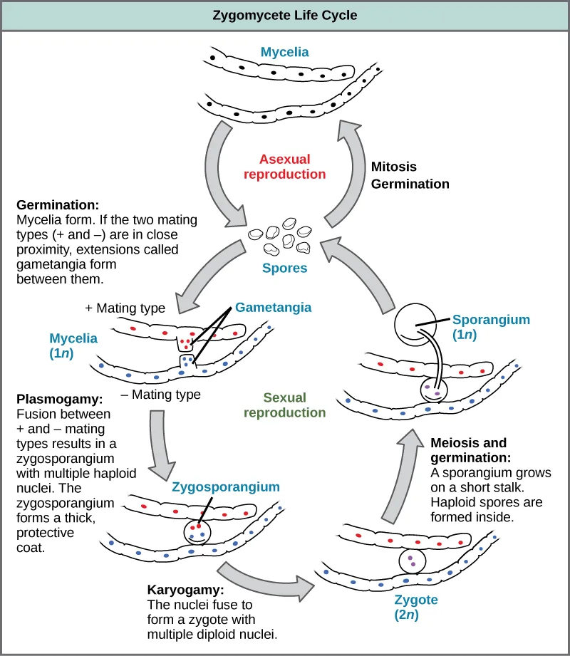 A circular life-cycle diagram titled 'Zygomycete Life Cycle,' with an asexual loop of mycelia and spores at the top and a sexual loop below it running through mating-type mycelia, gametangia, a zygosporangium, and a zygote back to a spore-producing sporangium.