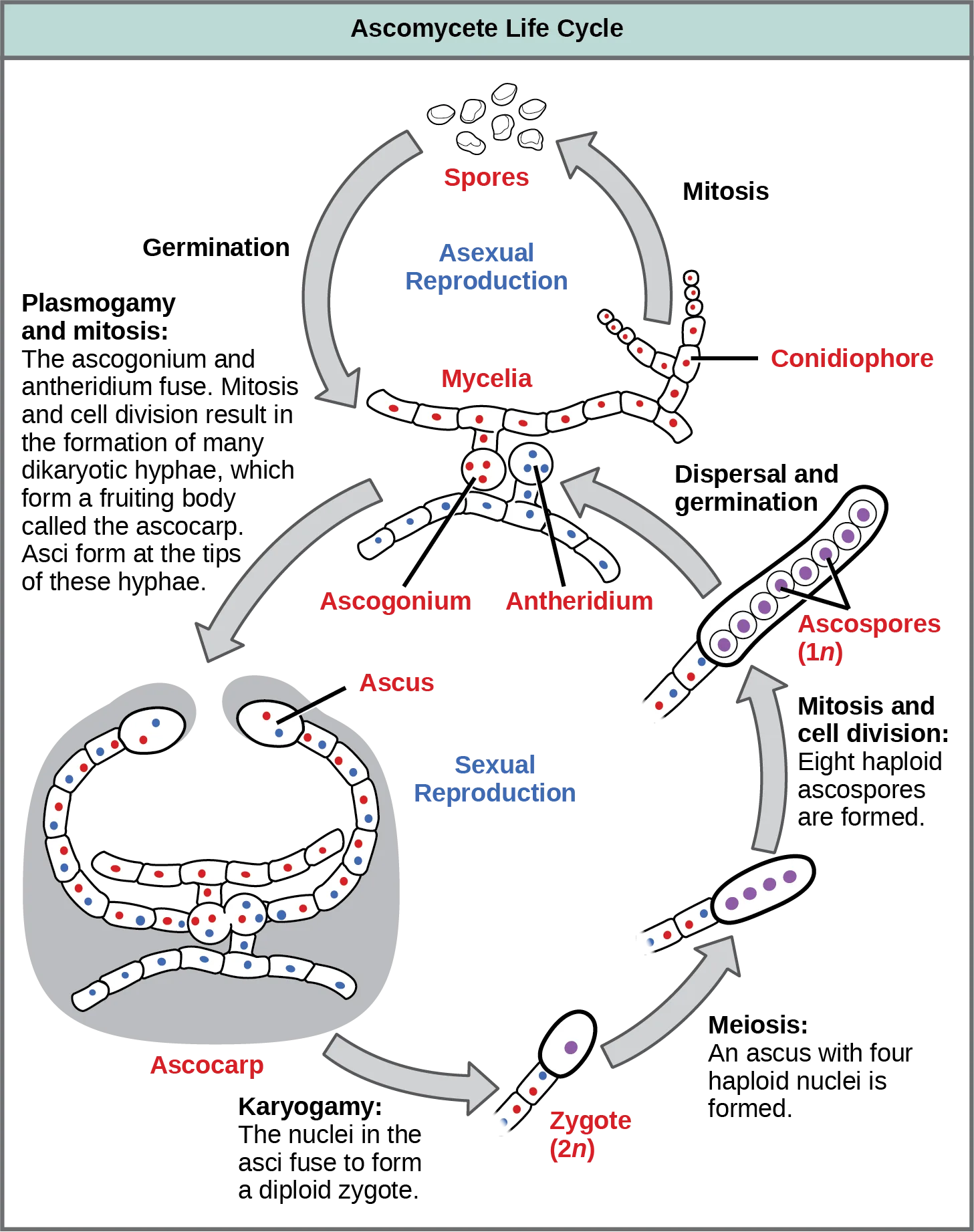 A circular life-cycle diagram titled 'Ascomycete Life Cycle,' with an asexual loop of mycelia, a conidiophore, and spores at the top, and a sexual loop below it running from an ascogonium and antheridium through a dikaryotic ascocarp and its asci to release ascospores.