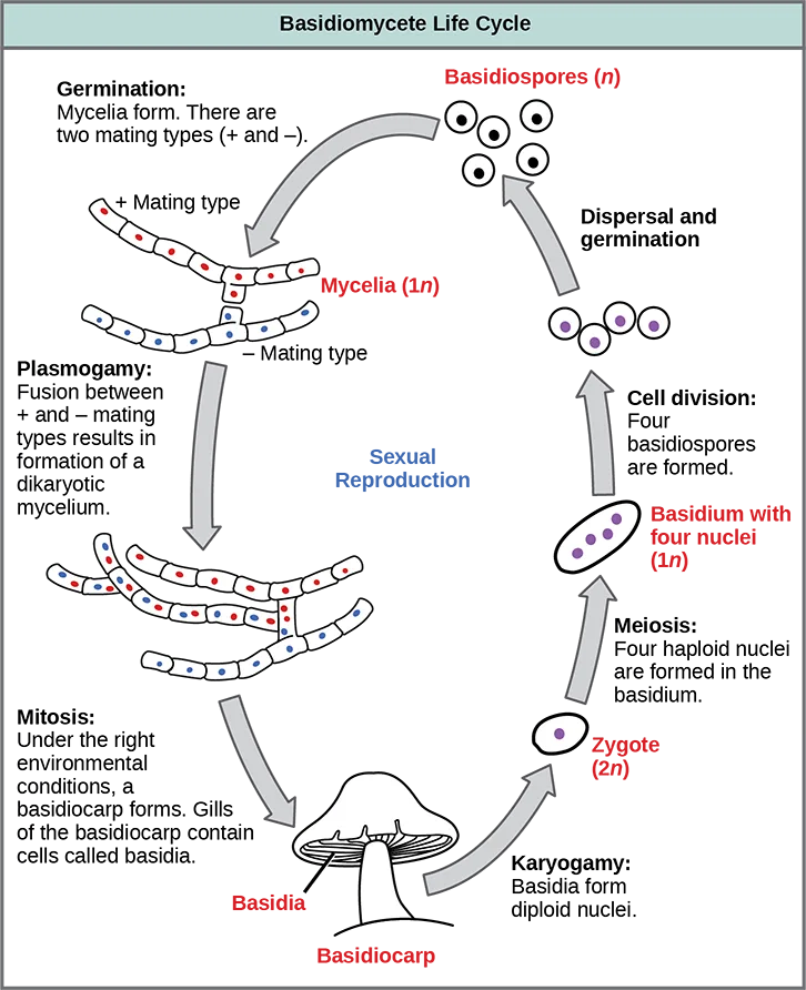 A circular life-cycle diagram titled 'Basidiomycete Life Cycle,' with plus and minus mating-type mycelia fusing into a dikaryotic mycelium that grows into a mushroom-shaped structure labeled 'Basidiocarp,' with club-shaped cells labeled 'Basidia' in its gills that release basidiospores back into the cycle.
