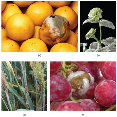 Four photographs of fungus-damaged produce and plants arranged in a 2x2 grid: (a) a pile of grapefruit, one showing a large gray-brown patch of mold; (b) a zinnia plant with two flower buds and its leaves coated in a white, powdery growth; (c) green barley stems and leaves streaked with reddish-brown rust; (d) a cluster of red grapes, several coated in a fibrous, cotton-like grey-white growth.
