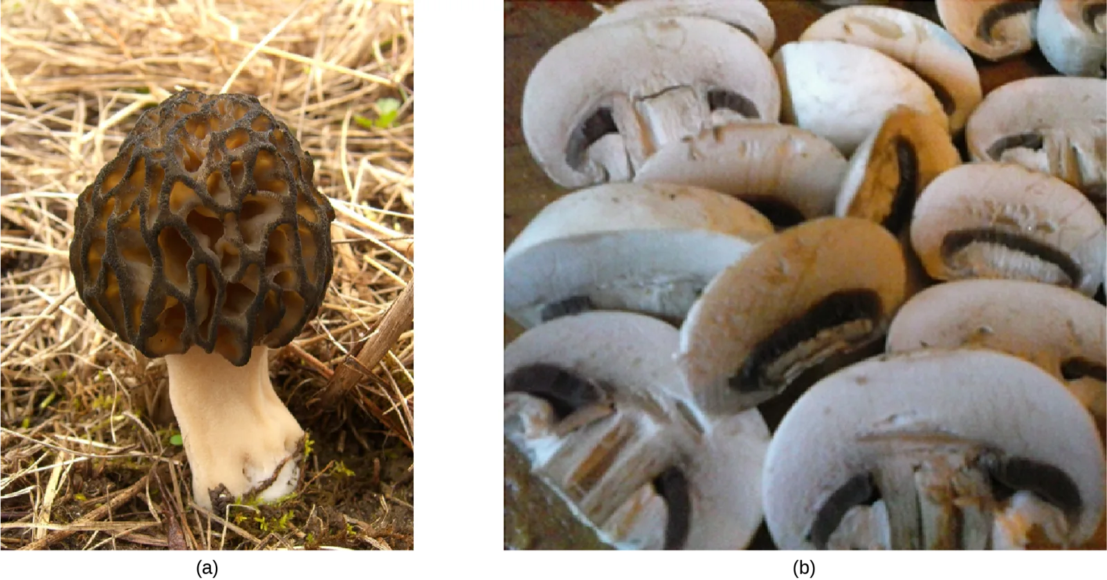(a) A single morel mushroom with a dark, honeycomb-like convoluted cap growing amid dry grass. (b) A pile of halved white mushrooms with brown gills, viewed from above.