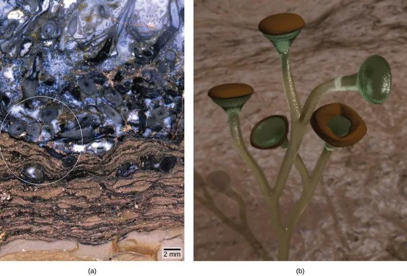 Two-panel figure of a Rhynie chert fossil. Panel (a) is a photo of a rock slab banded in blue-gray, black, and brown, with a white dashed circle around a cluster of small round fossil features near the lower left. Panel (b) is a rendered reconstruction of the plant Cooksonia: several pale green stalks rising from a common base, each ending in a rounded orange-brown sporangium, set against a rock-textured background.
