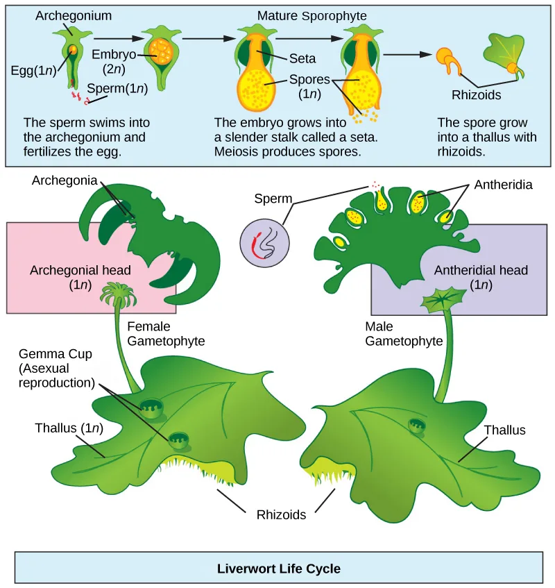 A two-part diagram of the liverwort life cycle: a top strip of three panels tracing fertilization of the egg through spore release, and below it, separate male and female liverwort plants labeled with their antheridial and archegonial heads, thalli, a gemma cup, and rhizoids.
