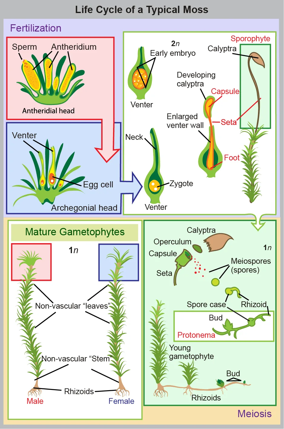 A four-quadrant flow diagram titled 'Life Cycle of a Typical Moss,' tracing fertilization of egg and sperm, growth of the zygote into a mature spore-capped sporophyte, meiosis and spore release, and germination of the spores into new male and female gametophytes.