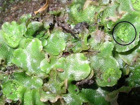 A close-up photo of a mat of scalloped, glossy green liverwort thalli covering a rock, tiny white dots speckling their surface; a black circle at upper right highlights a small cluster of crescent-shaped gemmae nestled in a cup on one thallus.