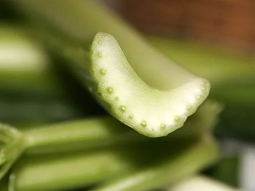 A close-up photo of a curved cross-section cut from a celery stalk, showing a ring of small raised bumps — vascular bundles — around its inner edge.