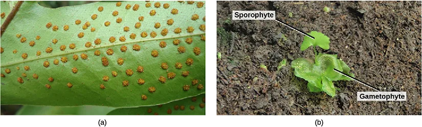Two side-by-side photos: (a) the underside of a green fern frond covered in rows of small round orange-brown sori; (b) a small heart-shaped green gametophyte lying on soil, labeled, with a tiny fan-shaped sporophyte frond emerging from it, also labeled.