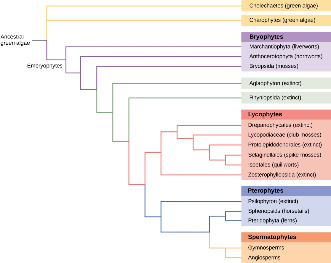 A color-coded cladogram of plant evolution running left to right from an ancestral green-algae root to modern lineages, each major clade set off in its own colored band with its member taxa named to the right.