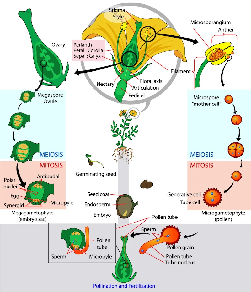 A branching diagram: a flower cross-section at top labels its floral parts, with two downward paths below it — one tracing an ovule through meiosis and mitosis to a mature embryo sac, the other tracing a pollen mother cell through meiosis and mitosis to a mature pollen grain — that meet in a band at the bottom showing a pollen tube delivering two sperm cells into the embryo sac, with a germinating seedling and a seed cross-section drawn between the two paths.
