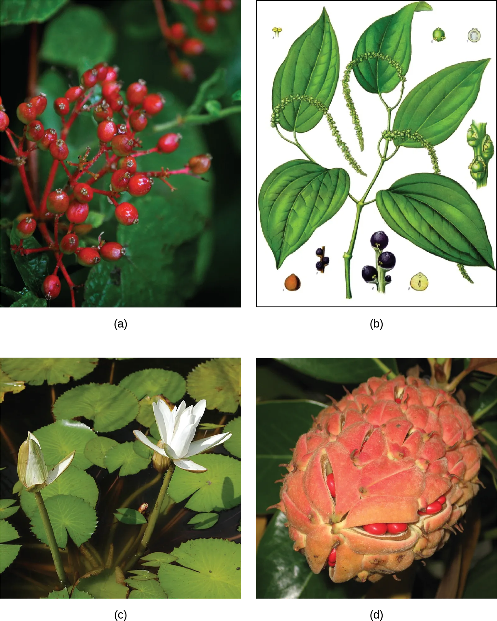 Four panels: (a) a photo of a spicebush cluster with small bright-red berries on red stems among green leaves; (b) a botanical illustration of a black-pepper plant, with broad ribbed leaves, strings of tiny green flowers, and both green and ripe purplish-black peppercorns; (c) a photo of white water-lily flowers and buds floating among round green lily pads; (d) a photo of a pinecone-like reddish-pink magnolia aggregate fruit, split open with red seeds emerging between its scaly segments.