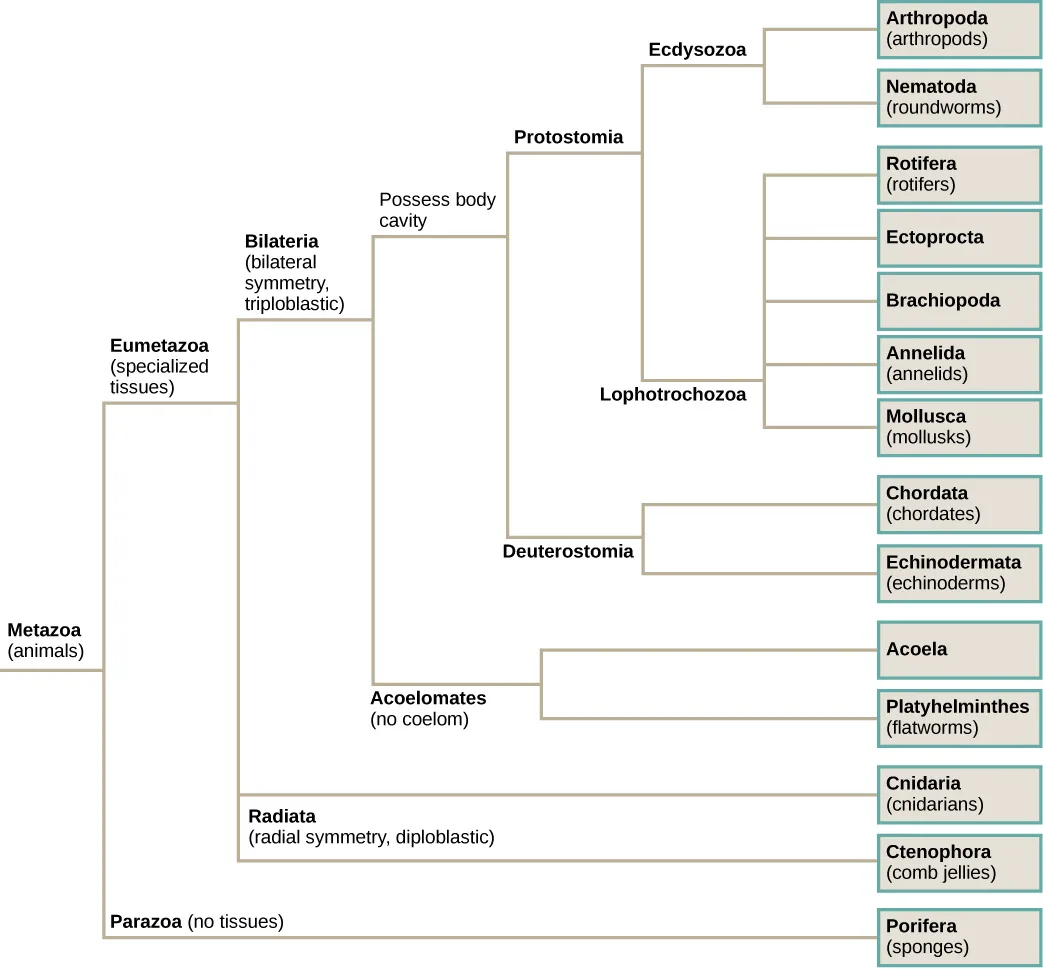 A phylogenetic tree branching from the animal kingdom into a no-tissue lineage leading to sponges and a specialized-tissue lineage that splits into a radially symmetrical, two-layered branch and a bilaterally symmetrical, three-layered branch, the latter further splitting by the presence of a body cavity into two lineages, each ending in several named phyla.