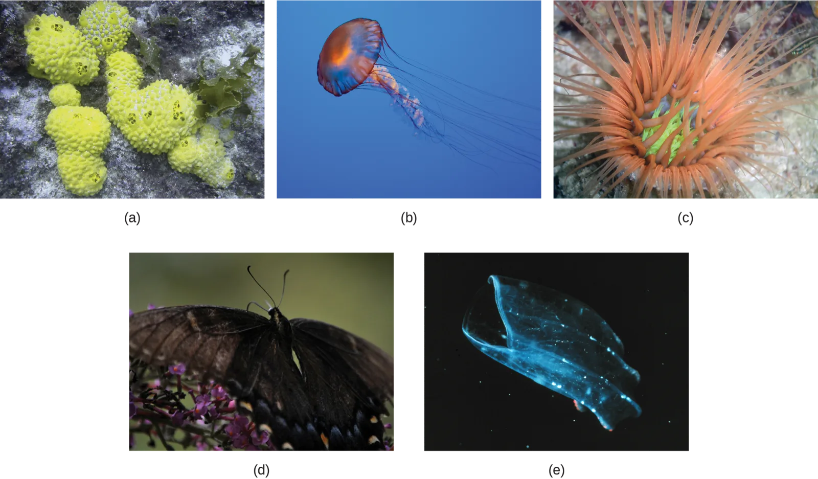Five photographs: (a) a cluster of yellow-green, bumpy sponges on rock; (b) a jellyfish trailing long, thin tentacles from a translucent, disc-shaped bell; (c) a sea anemone with thick orange tentacles radiating from a cup-shaped body; (d) a black swallowtail butterfly with folded wings perched on flowers; (e) a translucent, ribbed ctenophore swimming with its mouth open against a dark background.