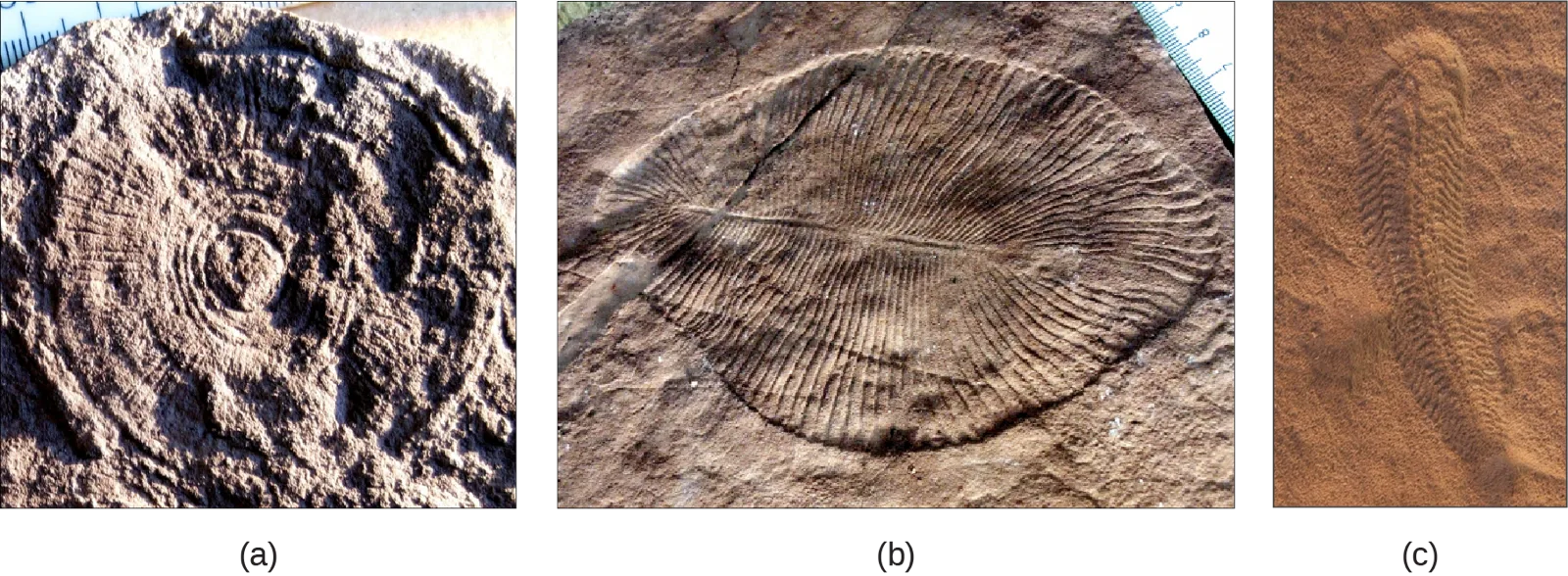 Three photographs of Ediacaran-period fossils pressed into rock: (a) a round, wheel-like impression with spokes radiating from a raised central hub; (b) a broad, teardrop-shaped impression with fine ribs radiating from a central rib line; (c) a narrow, elongated impression with a segmented, feather-like ridge pattern.