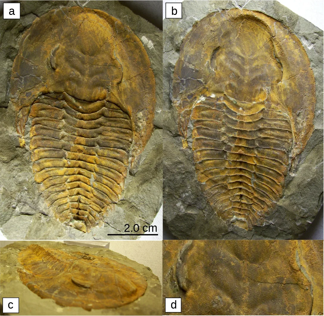 Four photographs of trilobite fossils preserved in rock, labeled a through d. Panels (a) and (b) are large, clear, teardrop-shaped fossils with a wide, smooth head shield and a long, finely segmented ribbed body; panel (a) includes a 2.0 cm scale bar. Panels (c) and (d) are smaller, more weathered fossils: (c) a full oblong body on lighter rock, and (d) a close, blurred crop of segmented ridges.