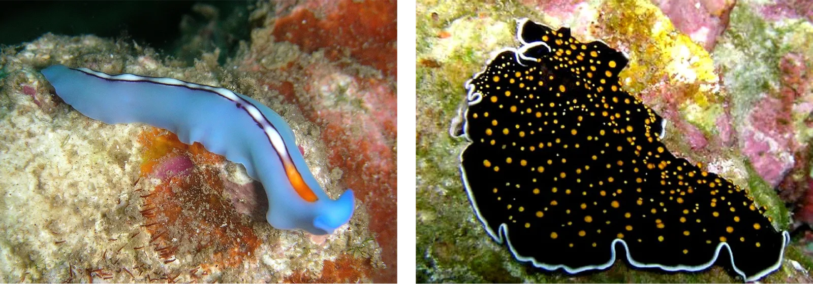 Two photographed flatworms side by side: at left, a pale blue, tapering flatworm with a white-edged dark stripe down its length that turns orange near the tail, curled over coral rubble; at right, a broad, flat black flatworm evenly covered in small orange-yellow spots, resting on similar coral rubble.