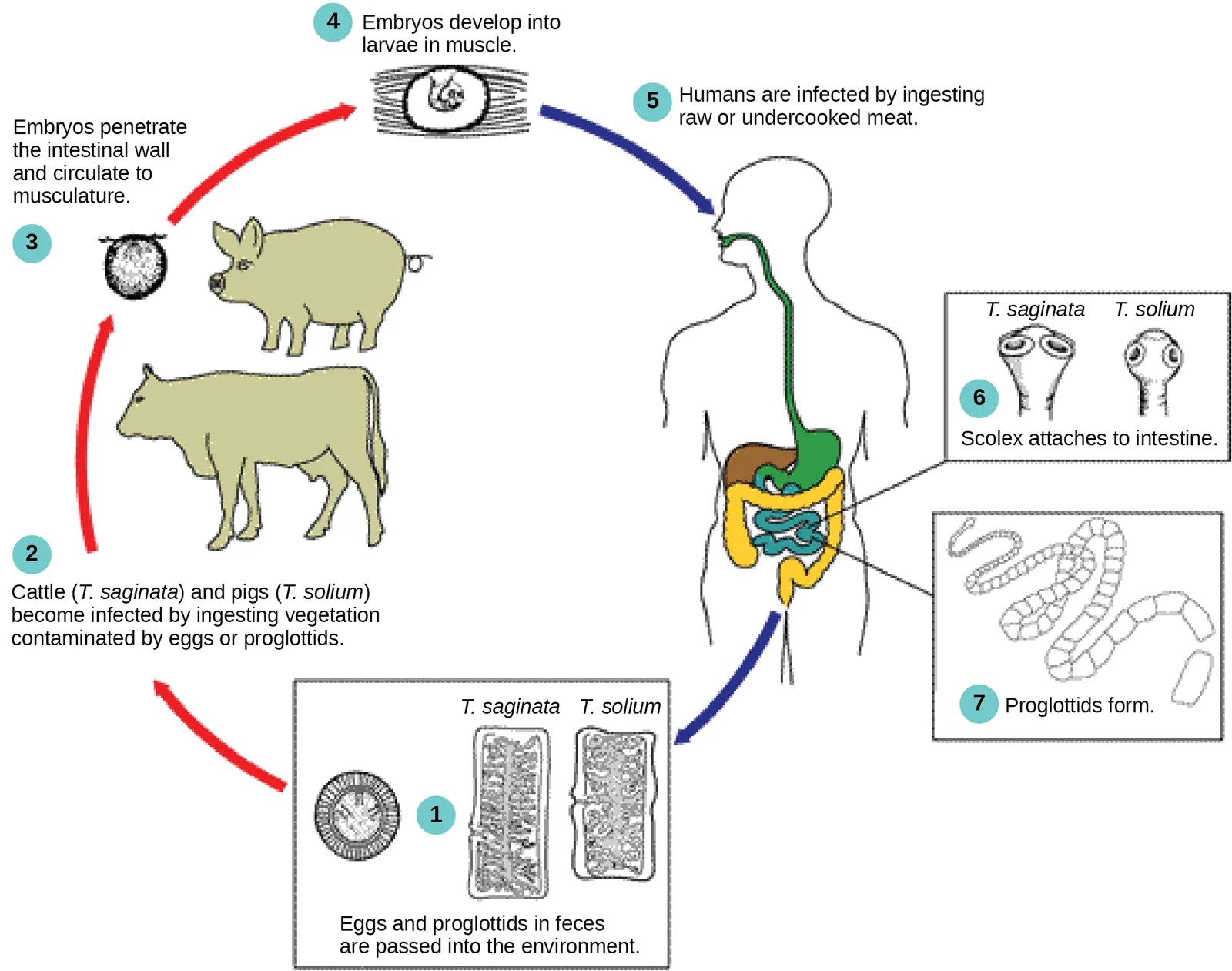 A seven-step circular flow diagram of the tapeworm life cycle, running clockwise from eggs passed in human feces, through an intermediate cattle-or-pig host, to larvae in muscle, to a human host, and back to eggs passed in feces.