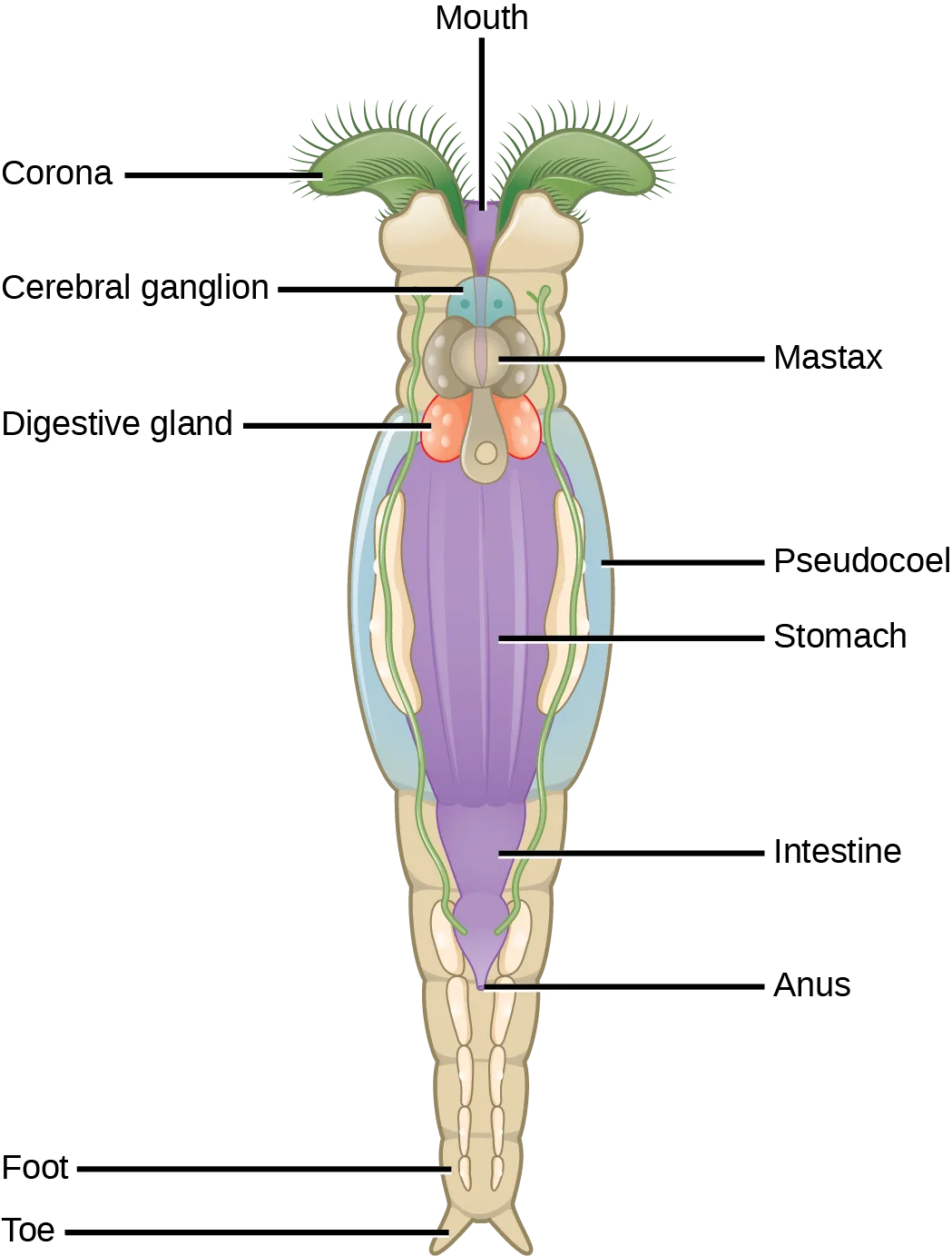 A labeled diagram of a bdelloid rotifer's internal anatomy, oriented head up: a fringed green corona and central mouth at the top, internal organs down the elongated body, and a two-toed foot at the base.