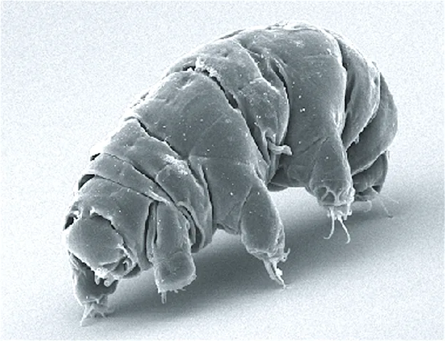 A false-color scanning electron micrograph shows a plump, segmented tardigrade with four pairs of stubby, clawed legs, its cuticle divided into overlapping plates.