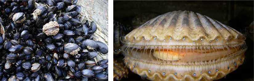 Two photos side by side: (a) a dense cluster of dark blue-black mussel shells packed together on a rock, and (b) a fluted, ridged scallop shell held slightly open, with a row of small blue eyespots visible along the edge of its mantle.