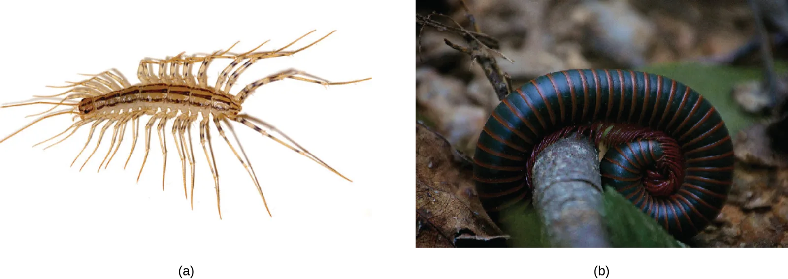 Two side-by-side photos: (a) a slender, tan centipede with long, banded legs splayed along its body, and (b) a dark, glossy millipede with reddish-brown leg bands, coiled on a leaf.