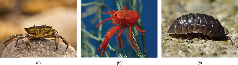 Three photographs side by side: (a) a dark, mottled crab standing on a rock; (b) a bright red shrimp-like crustacean clinging to green rope in blue water; (c) a dark, oval pill bug walking on light-colored gravel.