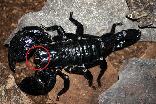 A glossy black scorpion on rock and soil, a red circle drawn around a small pair of clawlike mouthparts just beneath its head.