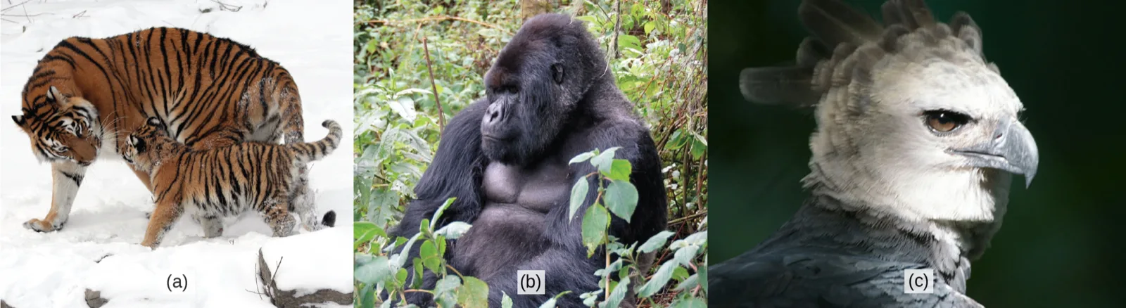 Photos show a tiger with a cub, a gorilla, and an eagle.