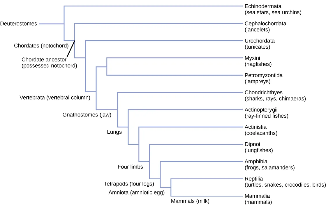A cladogram of the deuterostomes. From a Deuterostomes root, Echinodermata branches off first, then Cephalochordata, then Urochordata; the remaining lineage, labeled Vertebrata, splits into a Myxini-and-Petromyzontida pair and a Gnathostomes lineage that runs on through Chondrichthyes, Actinopterygii, Actinistia, Dipnoi, Amphibia, Reptilia, and Mammalia, with the amniotic-egg and four-limb traits marked along the way.