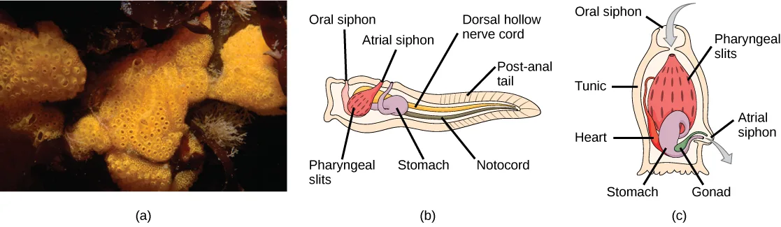 Three panels: (a) a photograph of a colonial tunicate resembling an orange-and-yellow sponge-like mass with pored holes on its surface; (b) a labeled diagram of the tadpole-shaped tunicate larva showing its oral and atrial siphons, pharyngeal slits, stomach, dorsal hollow nerve cord, and notochord running into a post-anal tail; (c) a labeled cutaway diagram of the sessile adult tunicate, anchored inside its tunic, showing its oral siphon, pharyngeal slits, atrial siphon, heart, stomach, and gonad.