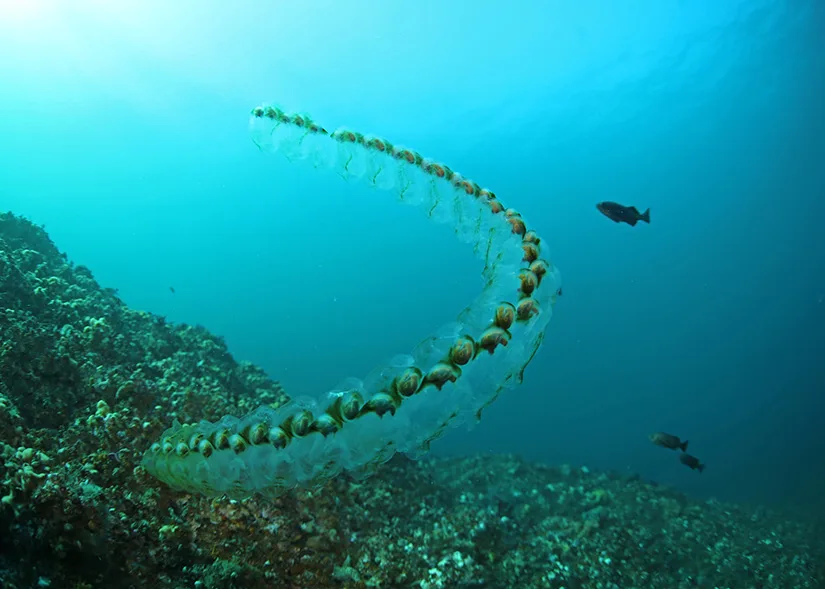 An underwater photograph of a long, curved, glowing pale-green chain of salps, made up of dozens of barrel-shaped segments joined end to end, drifting over a rocky reef with two small fish nearby.