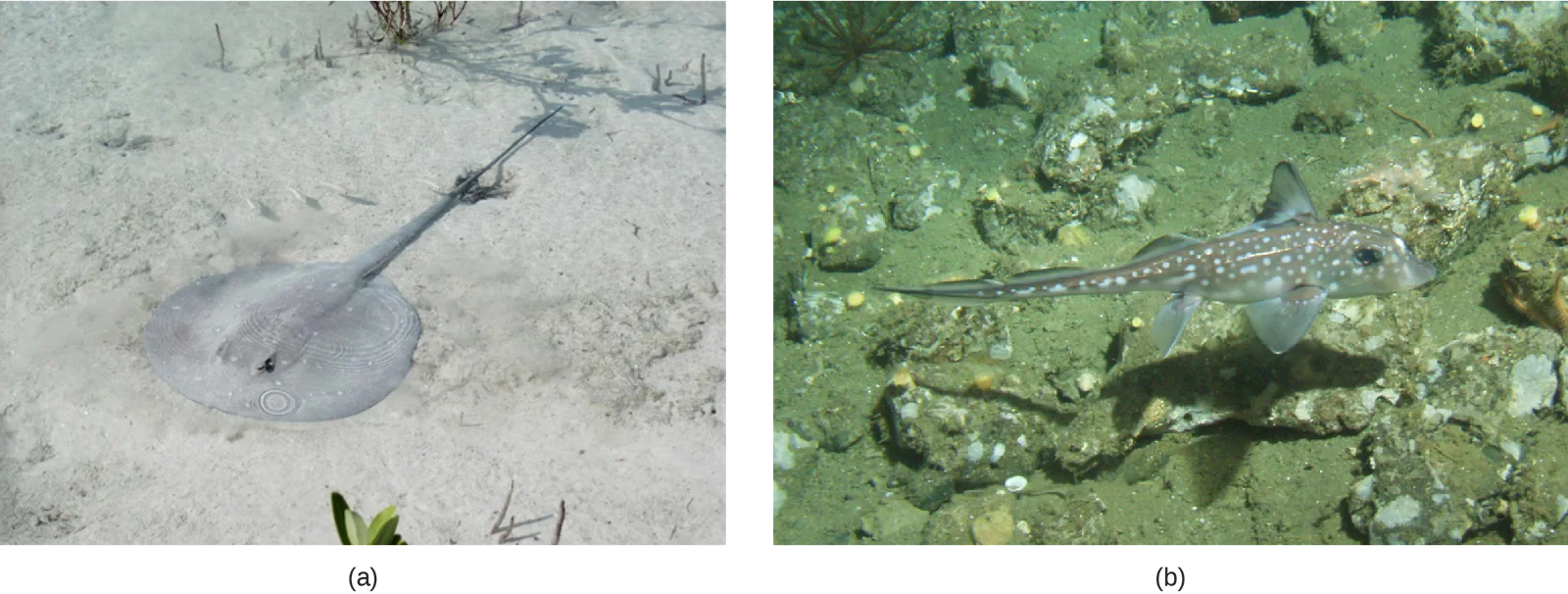 Photo A shows a stingray with a long, thin body and a circular head, resting on the sandy bottom. Photo B shows a spotted ratfish with fins and a long slender tail, but with no visible gill slits.