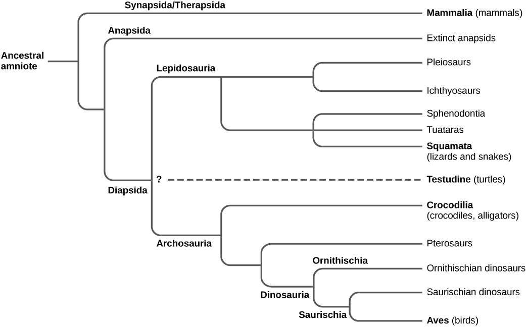 The amniote phylogeny tree branches from an ancestral amniote into Synapsida (Mammalia), Anapsida (extinct), and Diapsida. Diapsida splits into Lepidosauria and Archosauria, with a dashed, uncertain branch to Testudines (turtles). Lepidosauria leads to Pleiosaurs and Ichthyosaurs, and to Sphenodontia, Tuataras, and Squamata (lizards, snakes). Archosauria leads to Crocodilia and, separately, to Pterosaurs and Dinosauria, split into Ornithischia and Saurischia, the latter leading to Aves (birds).