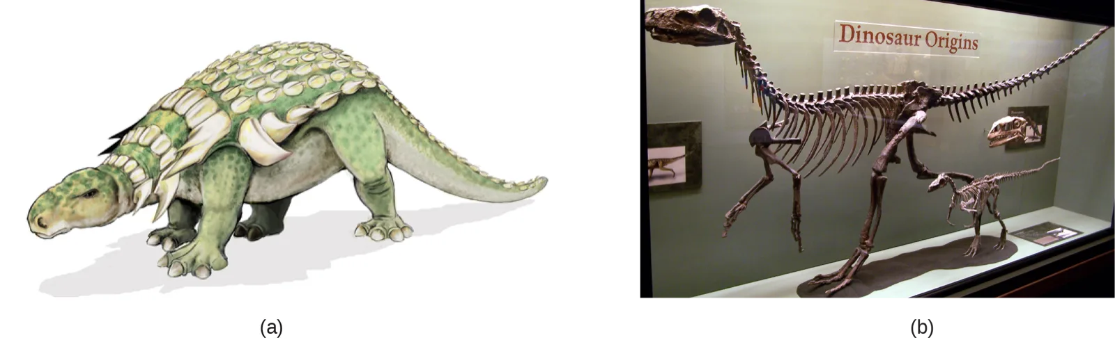 Illustration (a) shows a quadrupedal, long-tailed dinosaur with an armored back covered in rows of bony plates. Photo (b) shows two articulated dinosaur skeletons mounted in a museum case beneath a sign reading Dinosaur Origins: a larger, long-necked skeleton and a smaller skeleton beside it.