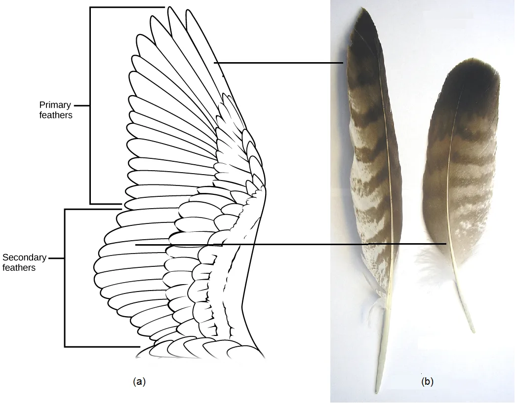A wing diagram (a) with primary feathers fanning back from the wing tip and secondary feathers set closer to the body, both pointed to by leader lines; beside it, a photograph (b) of two real flight feathers laid side by side, mottled brown and cream, the primary feather long and narrow and the secondary feather shorter and broader.