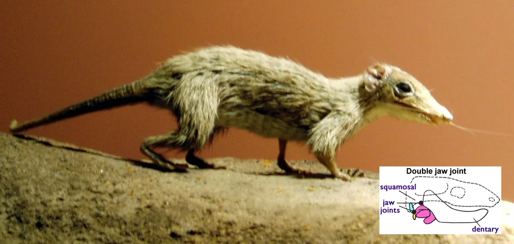 A side-view photograph of a small, long-tailed, fur-covered mammal with a pointed snout and whiskers, standing on a rock against a warm brown background. A boxed inset diagram in the lower right, titled 'Double jaw joint,' outlines a skull and jaw with a large pink shape at the rear of the lower jaw and, at its hinge, a small yellow oval and a thin pale-blue sliver marking the two joint bones, labeled 'squamosal,' 'jaw joints,' and 'dentary.'