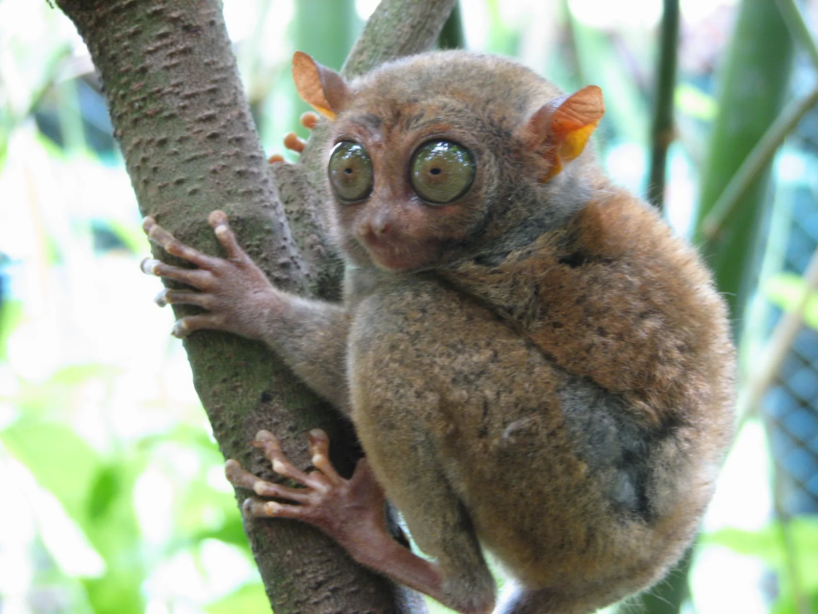 A close-up photo of a Philippine tarsier gripping a tree branch with its long-fingered hands and feet, its enormous round eyes and large upright ears turned toward the camera.