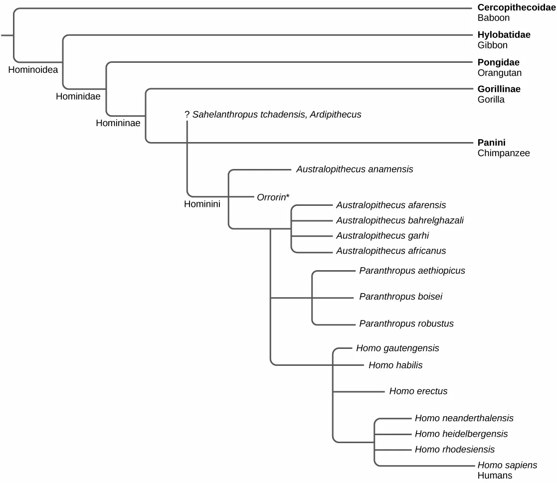 A cladogram tracing primate relationships from a shared ancestor through Old World monkeys, gibbons, orangutans, gorillas, and chimpanzees to a lineage of Australopithecus, Paranthropus, and Homo species ending at modern humans.
