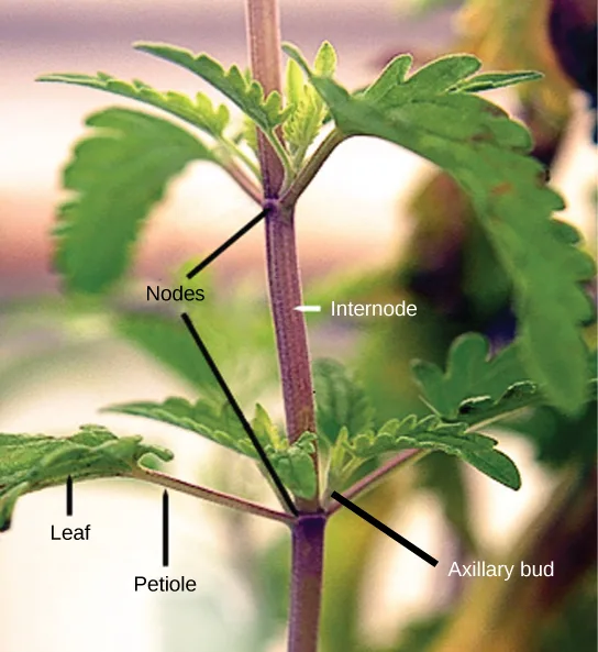 A close-up photo of a leafy stem with call-out lines: 'Nodes' points to two swellings where petioles branch off, 'Internode' marks the stem length between them, and lines identify a 'Leaf', its 'Petiole', and an 'Axillary bud' budding out just above a lower node.
