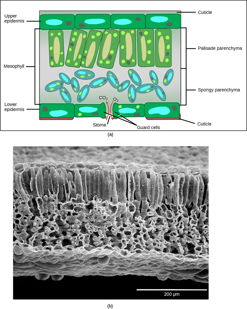 A two-part figure: (a) a labeled cross-section diagram of a leaf, with rows of cells for the upper and lower epidermis and a cuticle layer above and below them, columnar palisade parenchyma and loosely packed spongy parenchyma sandwiched between as the mesophyll, and a stoma flanked by two guard cells with arrows showing gas moving in and out; (b) a black-and-white scanning electron micrograph of the same leaf cross-section, showing tall columnar cells above a looser, more porous layer, with a 200 µm scale bar.