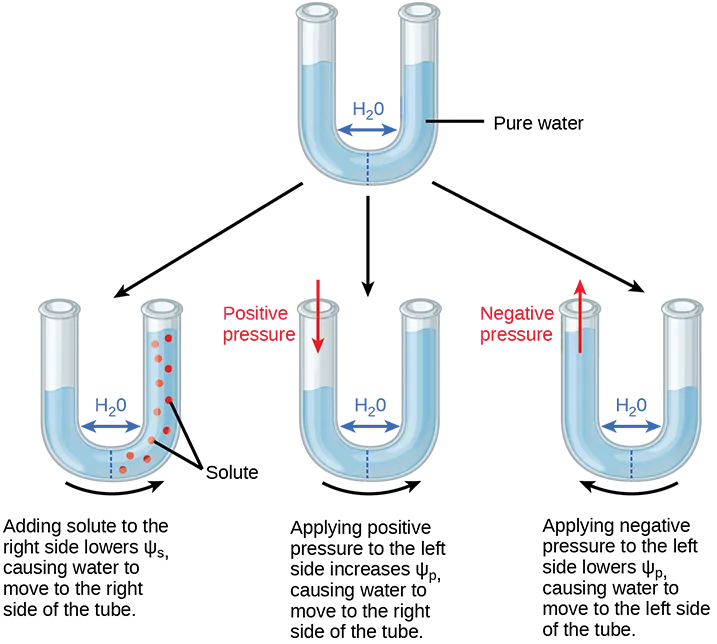 A U-shaped tube of pure water with equal levels on both sides, above three more U-tubes: one with solute added to its right side and a higher right-side level, one with positive pressure applied to its left side and a higher right-side level, and one with negative pressure applied to its left side and a higher left-side level.